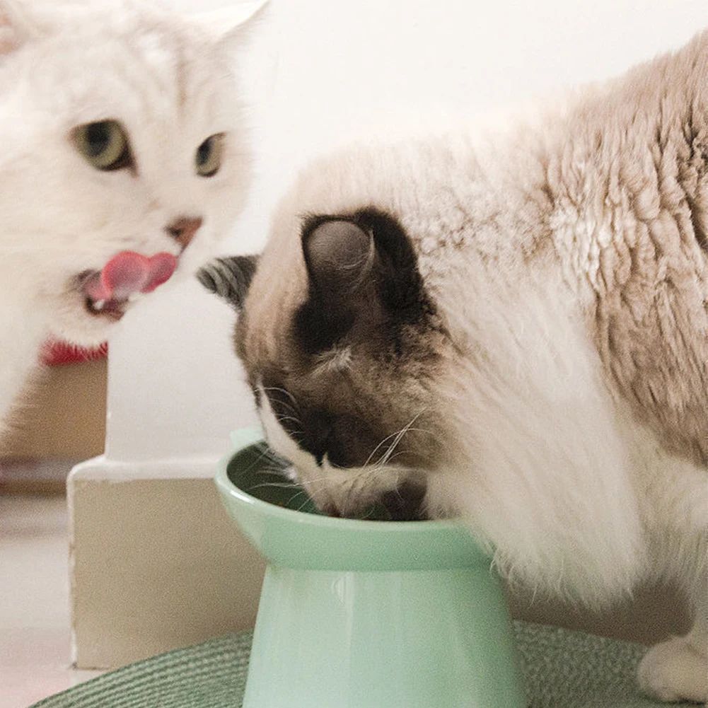 Tilted Elevated Pet Food Bowl