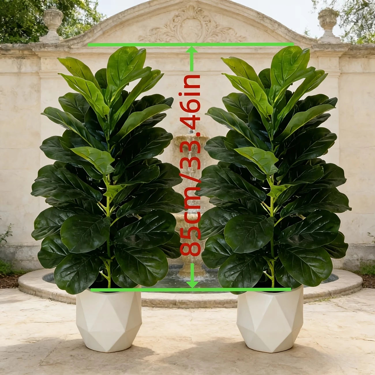 2pk Fiddle Leaf Figs with Pot