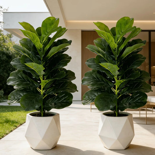 2pk Fiddle Leaf Figs with Pot