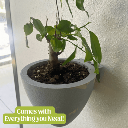 Magic Wall Planters | Easy Care Self Watering Wall Planters with Internal Water Reservoir