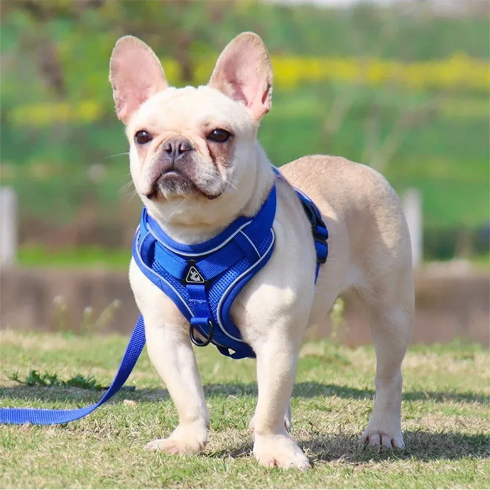No Pull Pet Harness and Leash Set